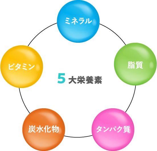 ミネラル・脂質・タンパク質・炭水化物・ビタミン・5大栄養素