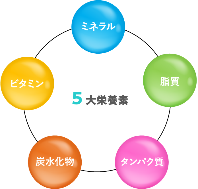 ミネラル・脂質・タンパク質・炭水化物・ビタミン・5大栄養素